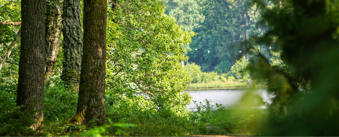 Stig i en skog med en skymt av Osbysjön mellan träden. Under sommaren